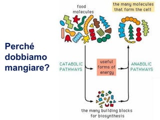 Perché
dobbiamo
mangiare?
 