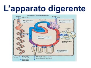 L’apparato digerente
 