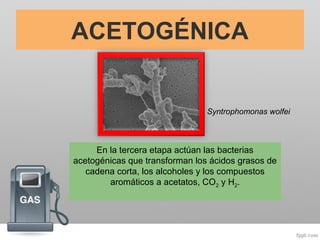ACETOGÉNICA
En la tercera etapa actúan las bacterias
acetogénicas que transforman los ácidos grasos de
cadena corta, los alcoholes y los compuestos
aromáticos a acetatos, CO2 y H2.
Syntrophomonas wolfei
 