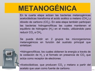 En la cuarta etapa actúan las bacterias metanogénicas
acetoclásticas transforma el acido acético a metano (CH4) y
dióxido de carbono (CO2). En esta etapa también participan
las bacterias hidrogenofílicas las cuales mantienen el
equilibrio de hidrogeno (H2) en el medio, utilizándolo para
reducir CO2 a CH4.
Se puede dividir en 2 grupos los microrganismos
metanogénicos en función del sustrato principal que
sintetizan:
•Hidrogenofílicas, los cuales obtienen la energía a través de
la oxidación de H2 y el formato en presencia de CO2 que
actúa como receptor de electrones
•Acetoclásticas, que producen CO2 y metano a partir del
acetato que usan como fuente de carbono.
METANOGÉNICA
 