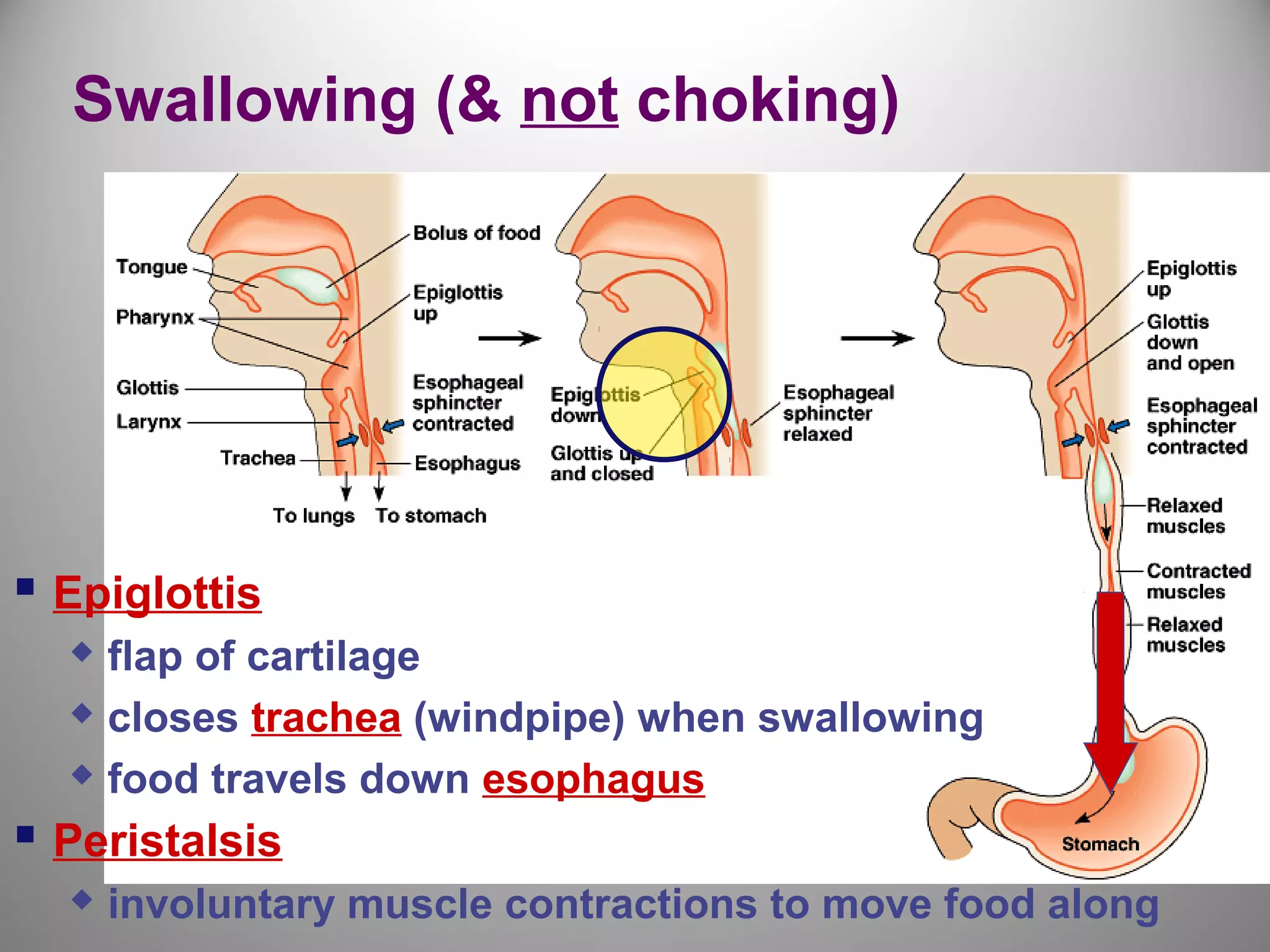 Swallowing (& not choking)
 Epiglottis
 flap of cartilage
 closes trachea (windpipe) when swallowing
 food travels down esophagus
 Peristalsis
 involuntary muscle contractions to move food along
 