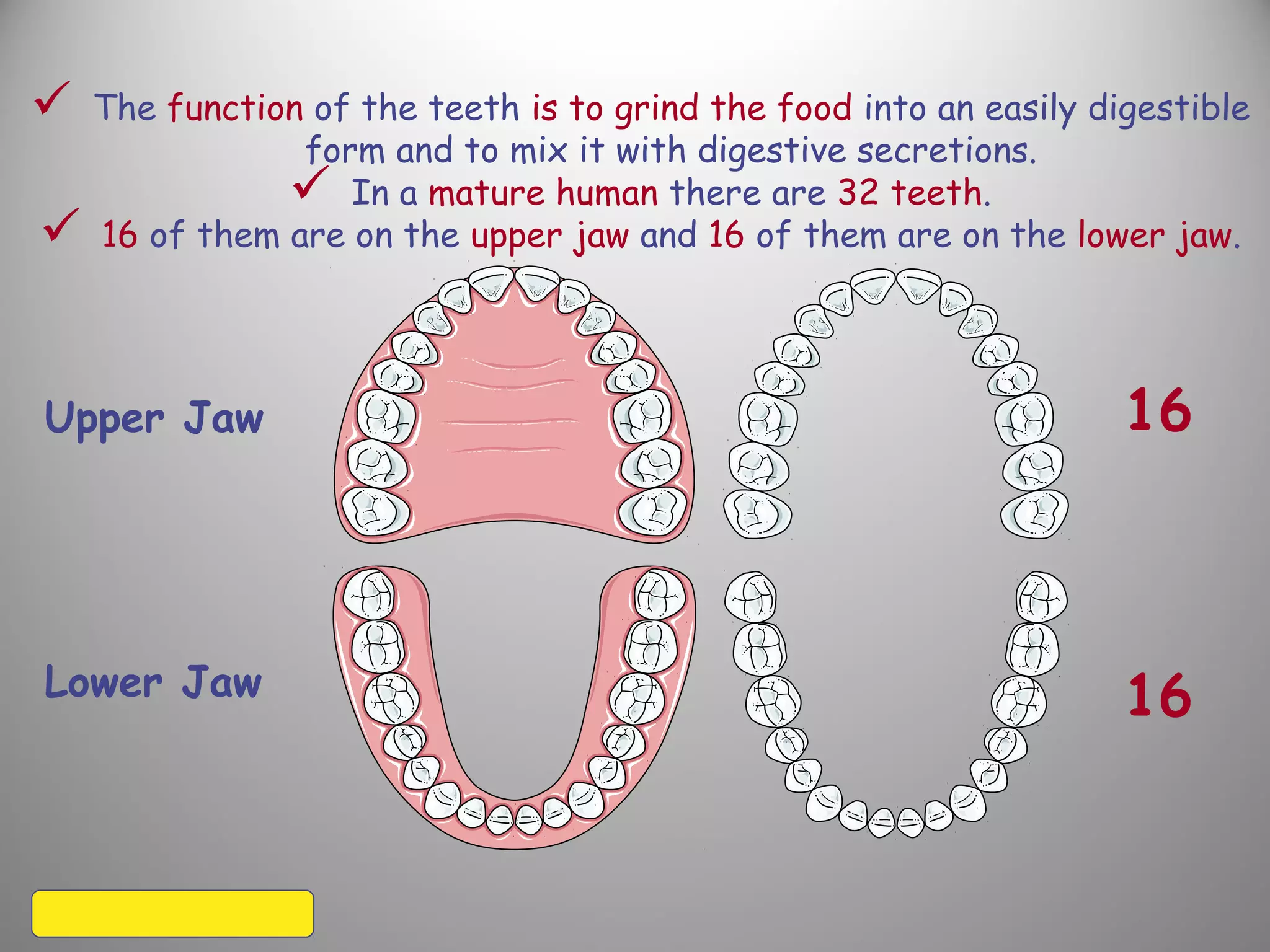  The function of the teeth is to grind the food into an easily digestible
form and to mix it with digestive secretions.
 In a mature human there are 32 teeth.
 16 of them are on the upper jaw and 16 of them are on the lower jaw.
Upper Jaw
Lower Jaw 16
16
 