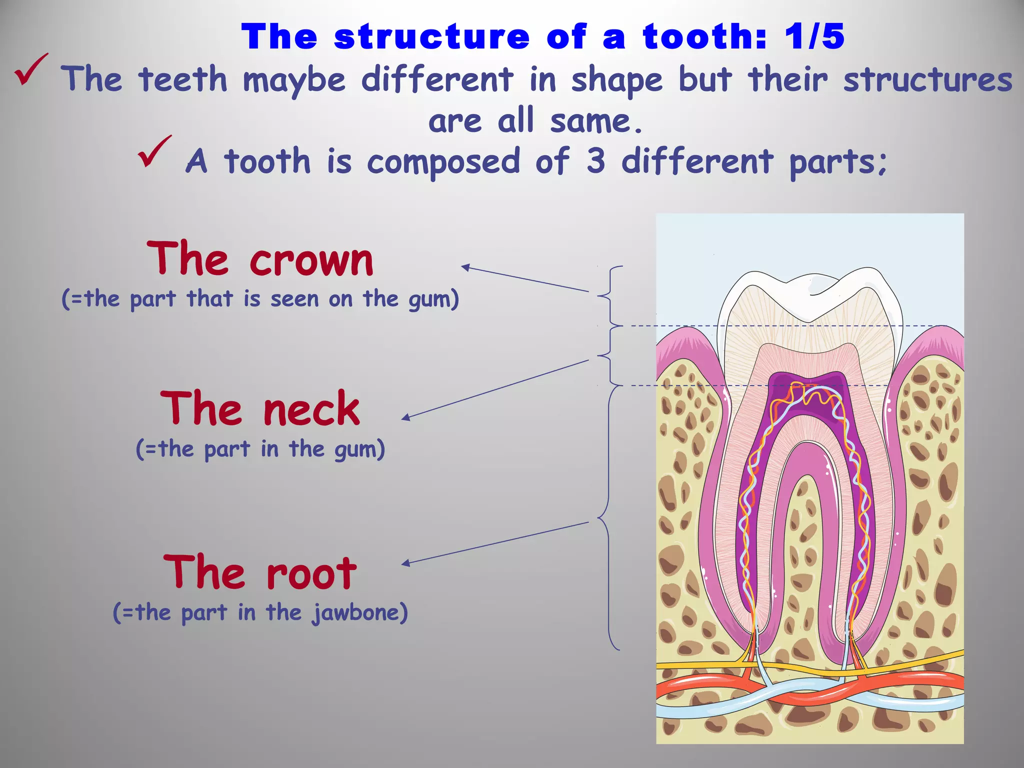  The teeth maybe different in shape but their structures
are all same.
 A tooth is composed of 3 different parts;
The structure of a tooth: 1/5
The crown
(=the part that is seen on the gum)
The neck
(=the part in the gum)
The root
(=the part in the jawbone)
 