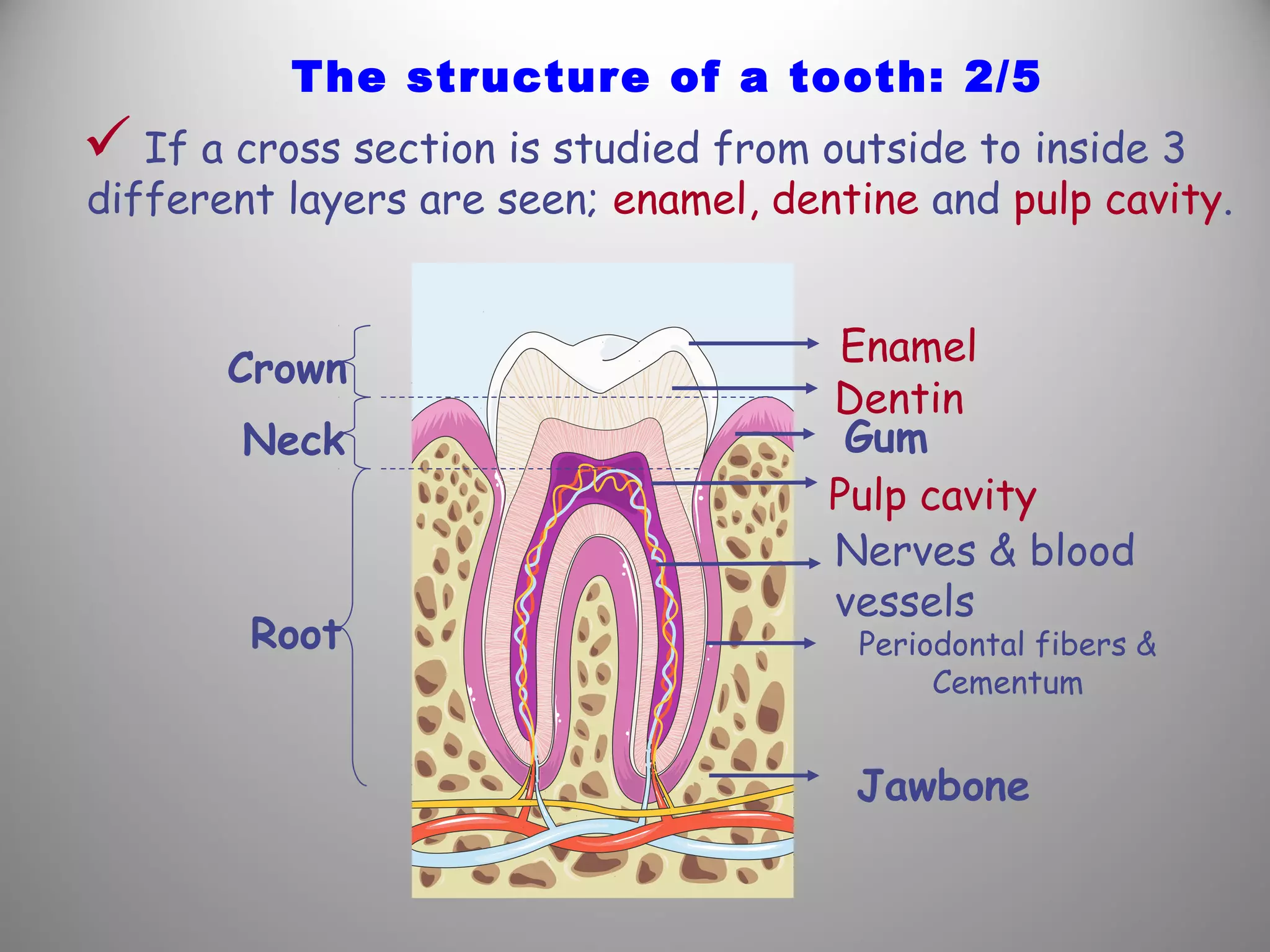  If a cross section is studied from outside to inside 3
different layers are seen; enamel, dentine and pulp cavity.
The structure of a tooth: 2/5
Crown
Neck
Root
Enamel
Dentin
Gum
Pulp cavity
Nerves & blood
vessels
Periodontal fibers &
Cementum
Jawbone
 