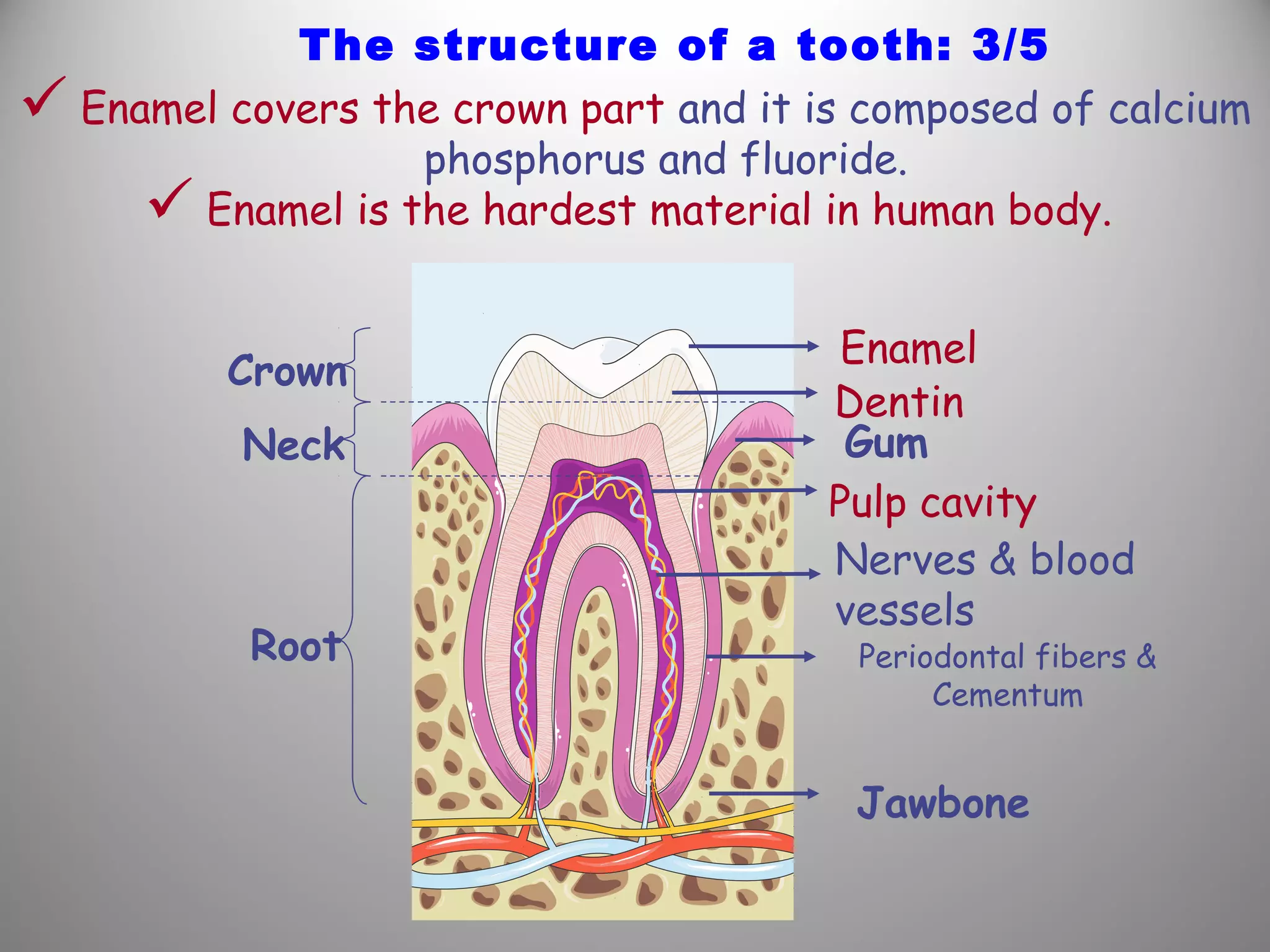The structure of a tooth: 3/5
 Enamel covers the crown part and it is composed of calcium
phosphorus and fluoride.
 Enamel is the hardest material in human body.
Crown
Neck
Root
Enamel
Dentin
Gum
Pulp cavity
Nerves & blood
vessels
Periodontal fibers &
Cementum
Jawbone
 