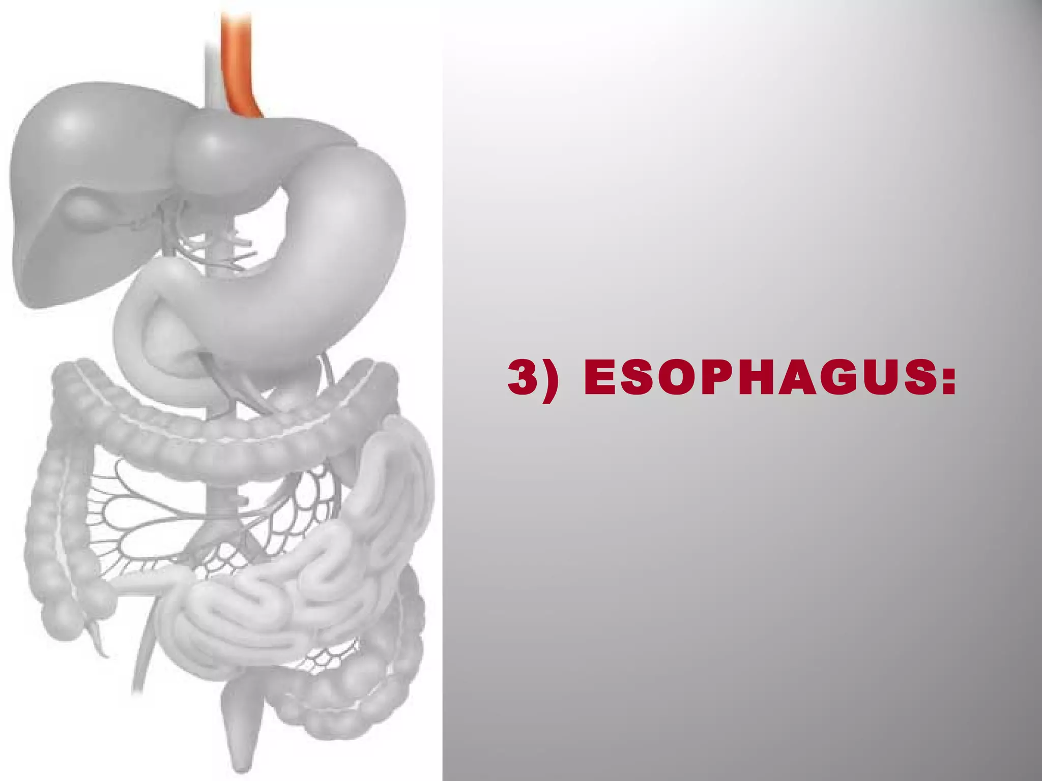3) ESOPHAGUS:
 