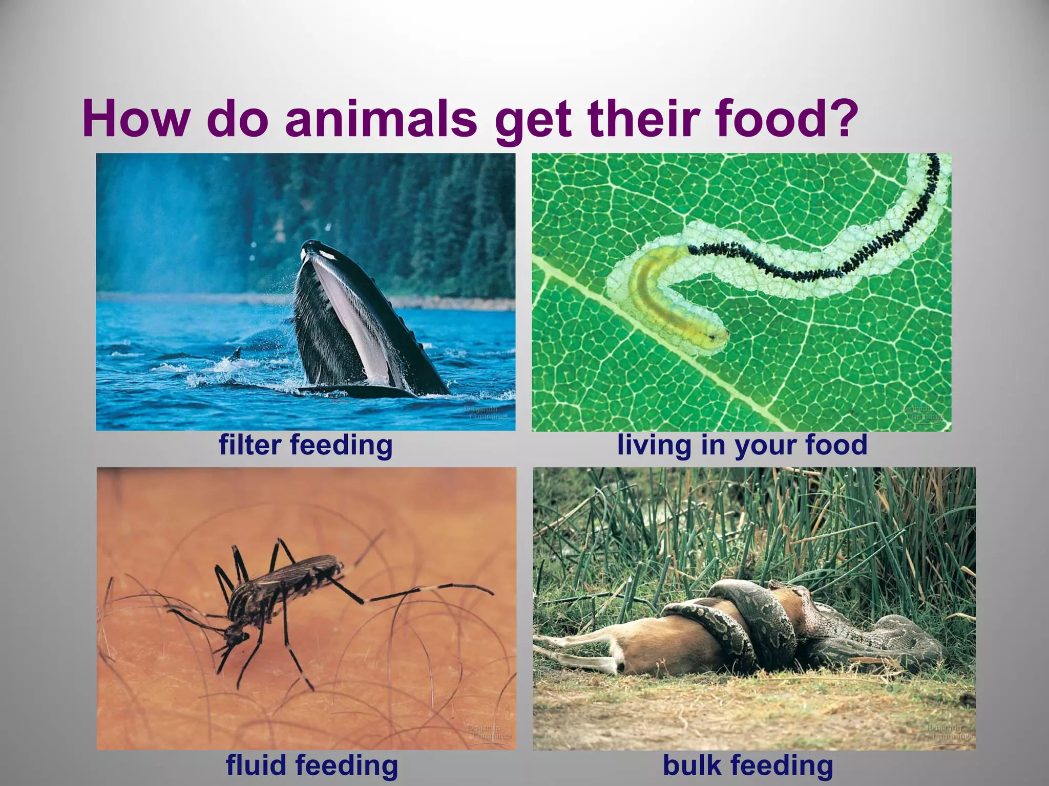 How do animals get their food?
filter feeding living in your food
fluid feeding bulk feeding
 