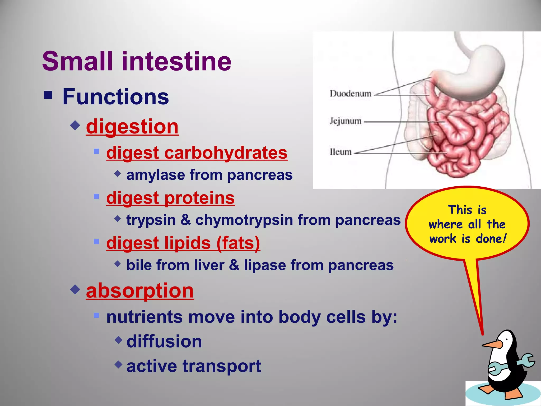 Small intestine
 Functions
 digestion
 digest carbohydrates
 amylase from pancreas
 digest proteins
 trypsin & chymotrypsin from pancreas
 digest lipids (fats)
 bile from liver & lipase from pancreas
 absorption
 nutrients move into body cells by:
diffusion
active transport
This is
where all the
work is done!
 