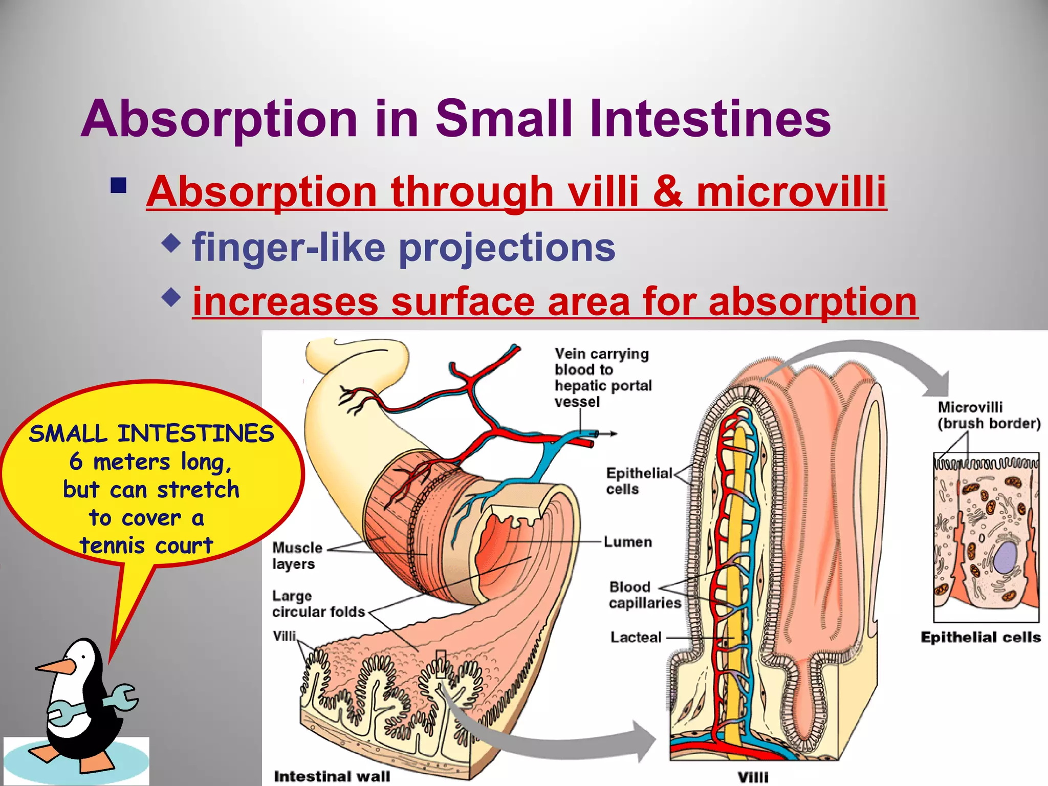 Absorption in Small Intestines
 Absorption through villi & microvilli
 finger-like projections
 increases surface area for absorption
SMALL INTESTINES
6 meters long,
but can stretch
to cover a
tennis court
 