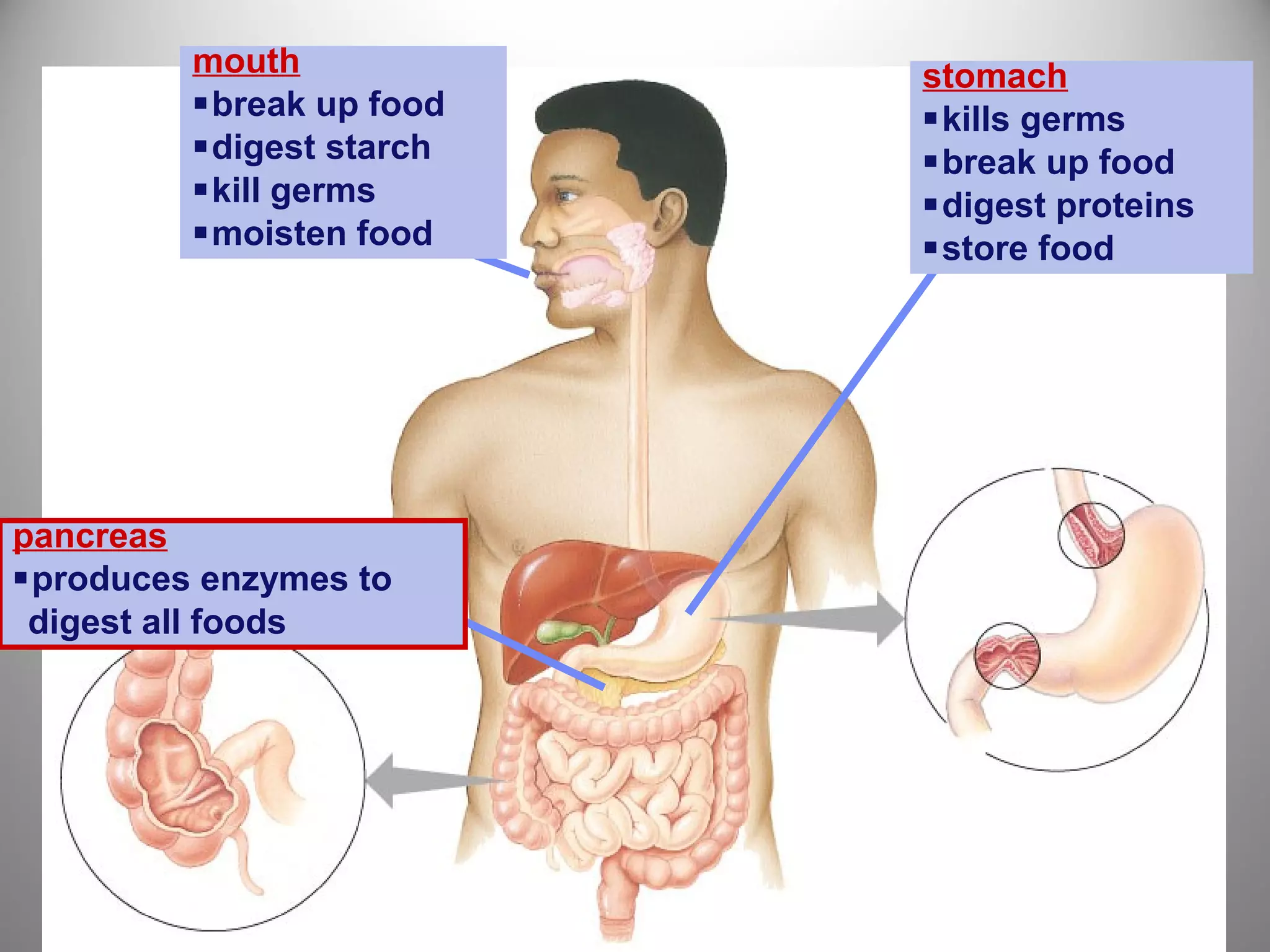 stomach
kills germs
break up food
digest proteins
store food
mouth
break up food
digest starch
kill germs
moisten food
pancreas
produces enzymes to
digest all foods
 