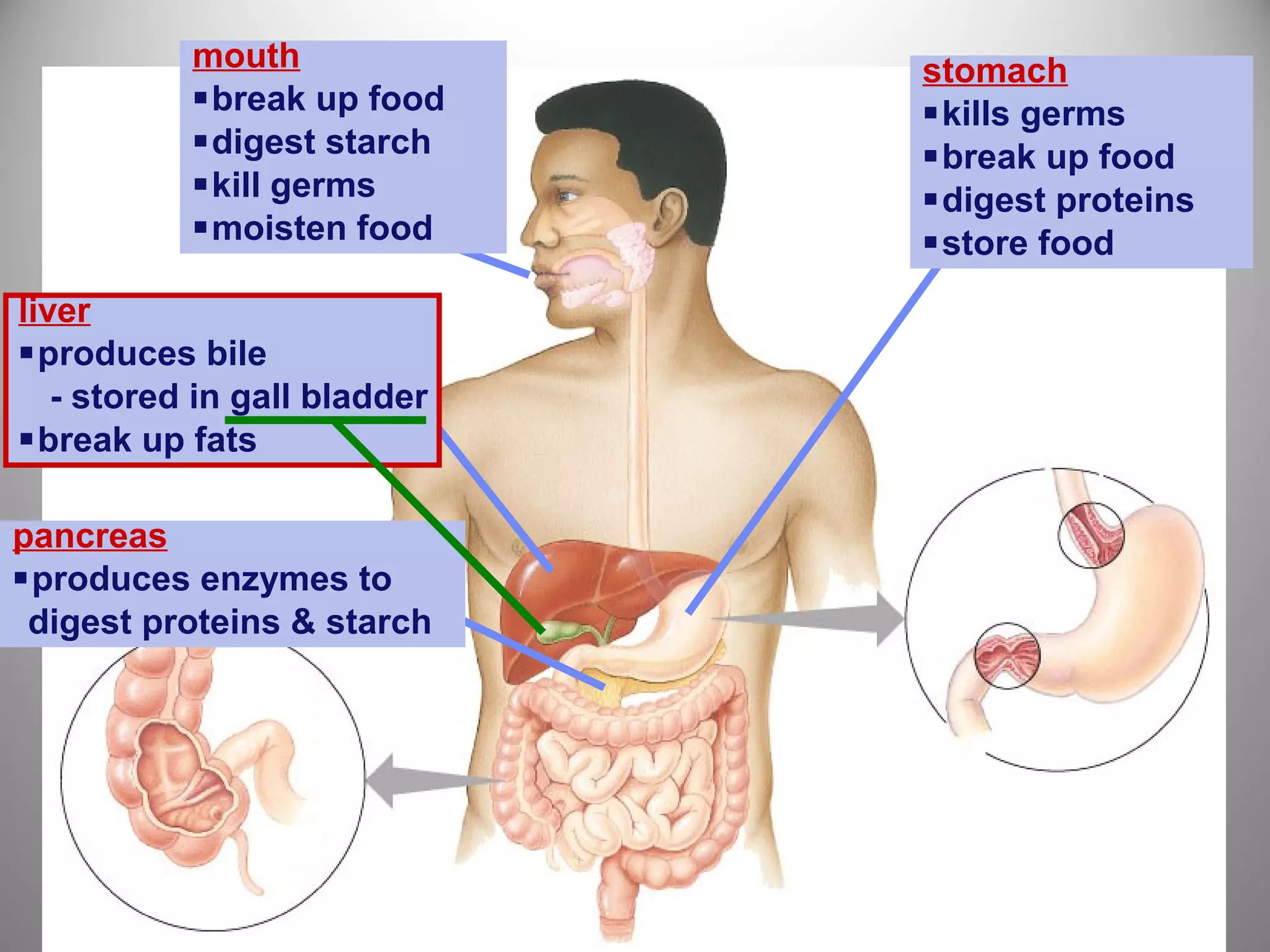 pancreas
produces enzymes to
digest proteins & starch
stomach
kills germs
break up food
digest proteins
store food
mouth
break up food
digest starch
kill germs
moisten food
liver
produces bile
- stored in gall bladder
break up fats
 