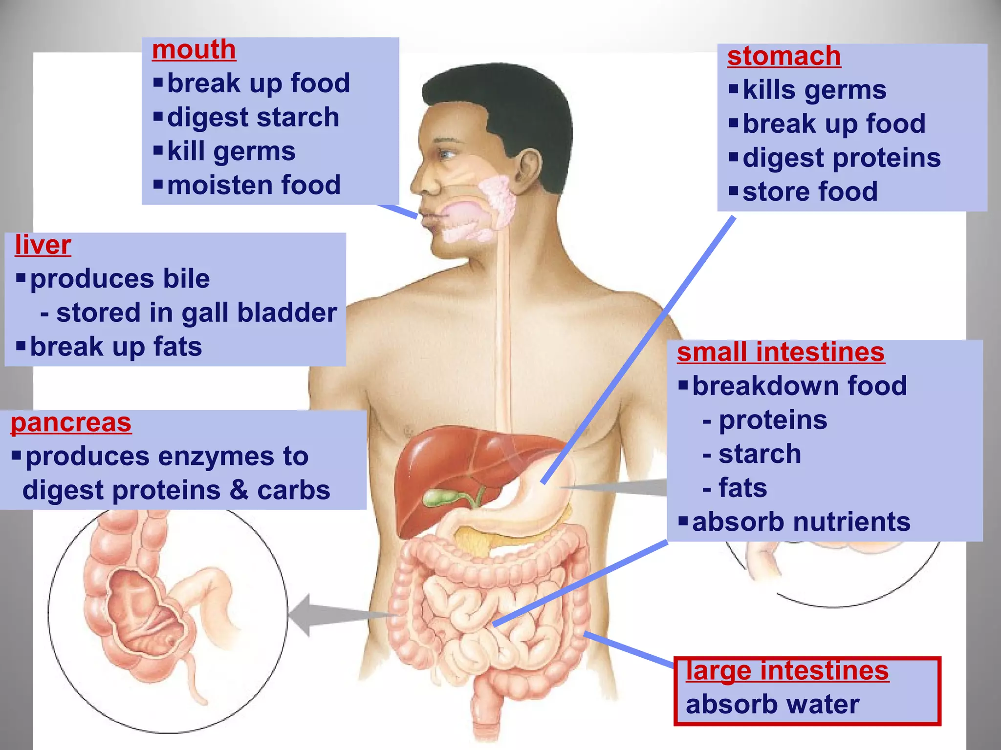stomach
kills germs
break up food
digest proteins
store food
mouth
break up food
digest starch
kill germs
moisten food
small intestines
breakdown food
- proteins
- starch
- fats
absorb nutrients
pancreas
produces enzymes to
digest proteins & carbs
liver
produces bile
- stored in gall bladder
break up fats
large intestines
absorb water
 