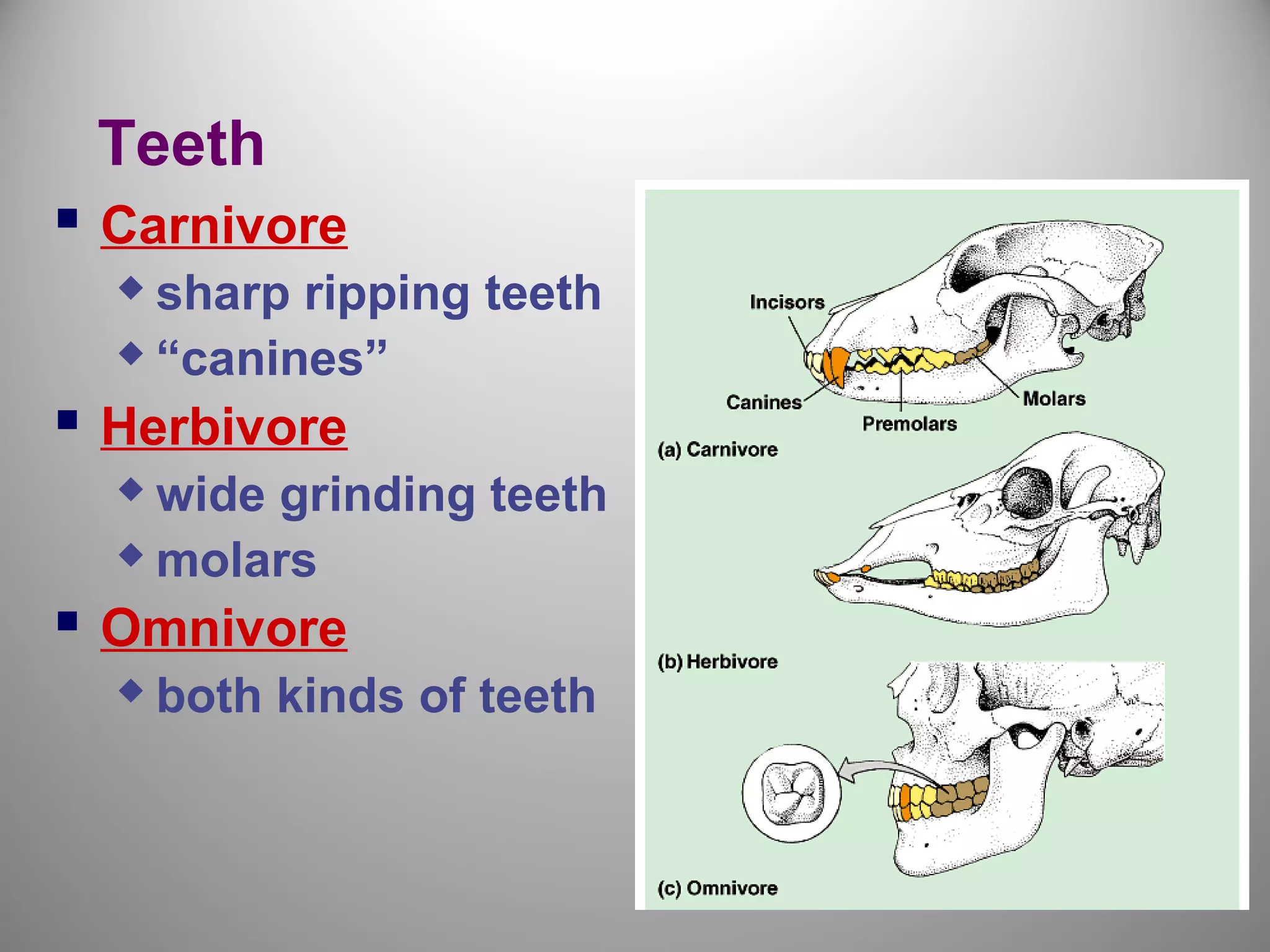 Teeth
 Carnivore
 sharp ripping teeth
 “canines”
 Herbivore
 wide grinding teeth
 molars
 Omnivore
 both kinds of teeth
 