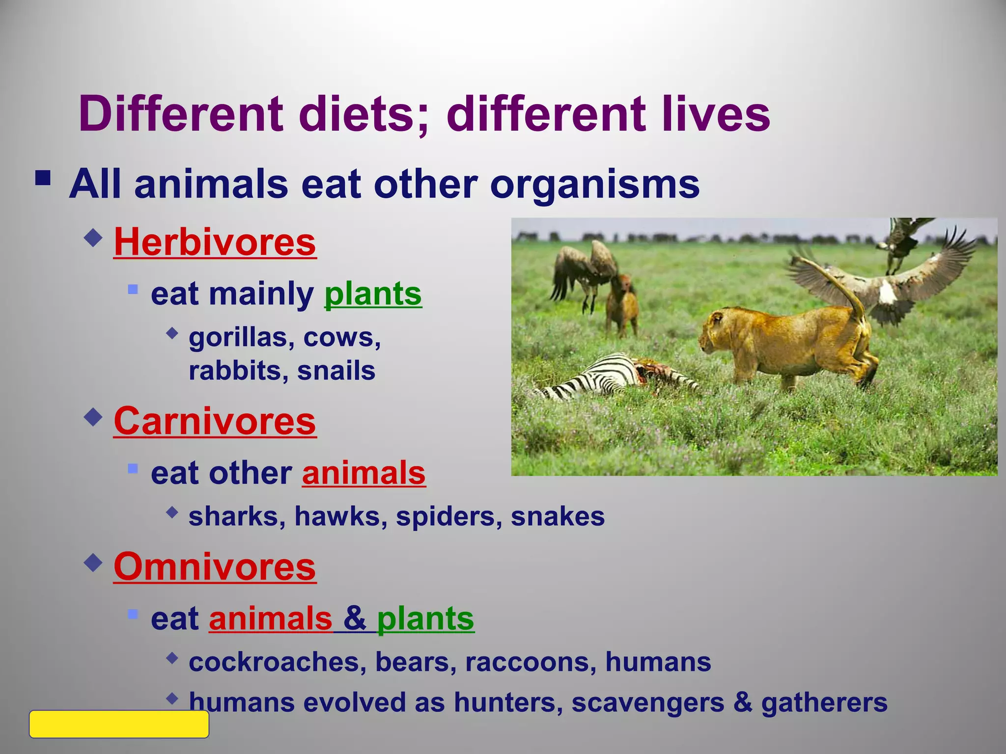 Different diets; different lives
 All animals eat other organisms
 Herbivores
 eat mainly plants
 gorillas, cows,
rabbits, snails
 Carnivores
 eat other animals
 sharks, hawks, spiders, snakes
 Omnivores
 eat animals & plants
 cockroaches, bears, raccoons, humans
 humans evolved as hunters, scavengers & gatherers
 
