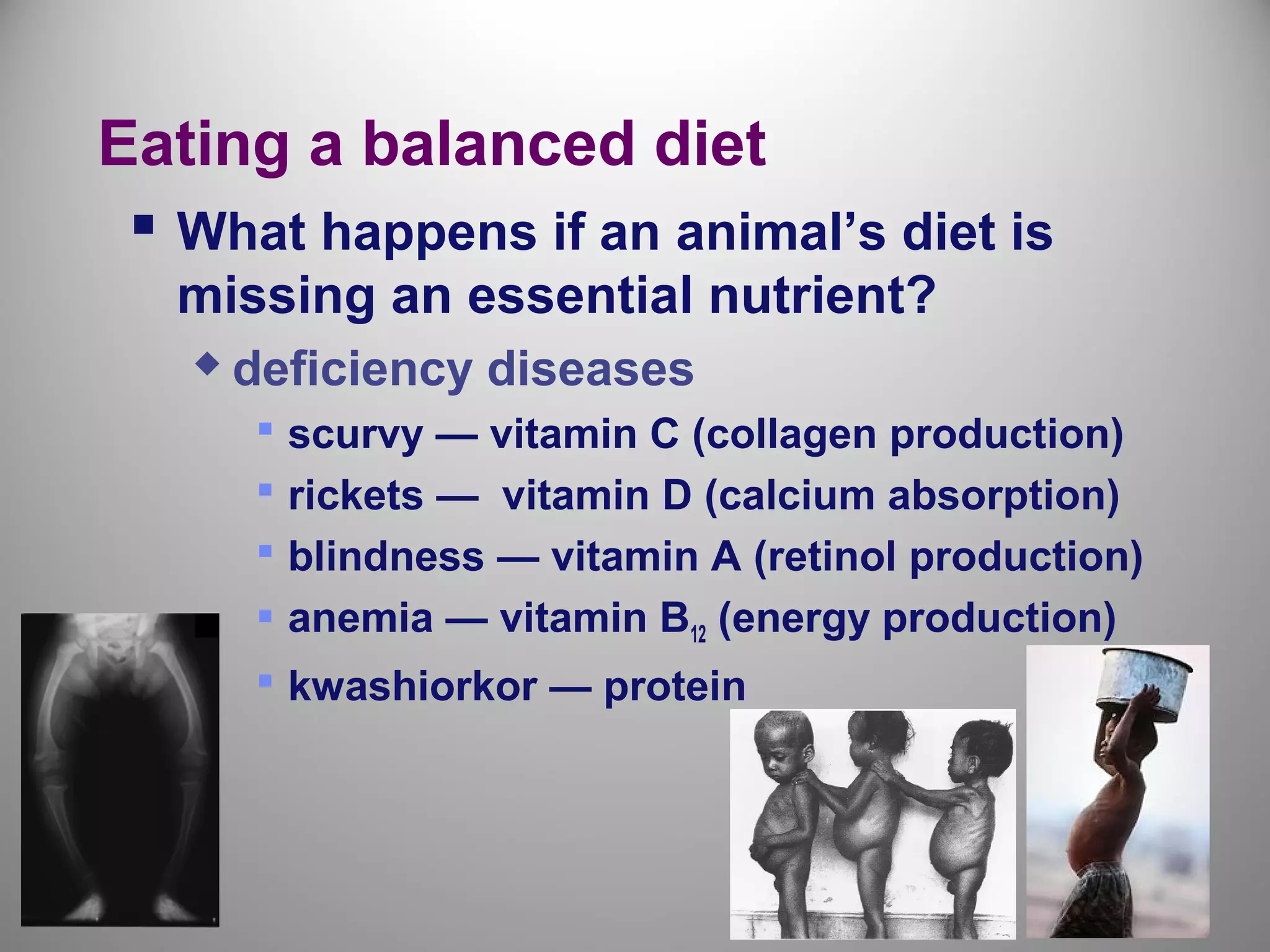 Eating a balanced diet
 What happens if an animal’s diet is
missing an essential nutrient?
 deficiency diseases
 scurvy — vitamin C (collagen production)
 rickets — vitamin D (calcium absorption)
 blindness — vitamin A (retinol production)
 anemia — vitamin B12 (energy production)
 kwashiorkor — protein
 