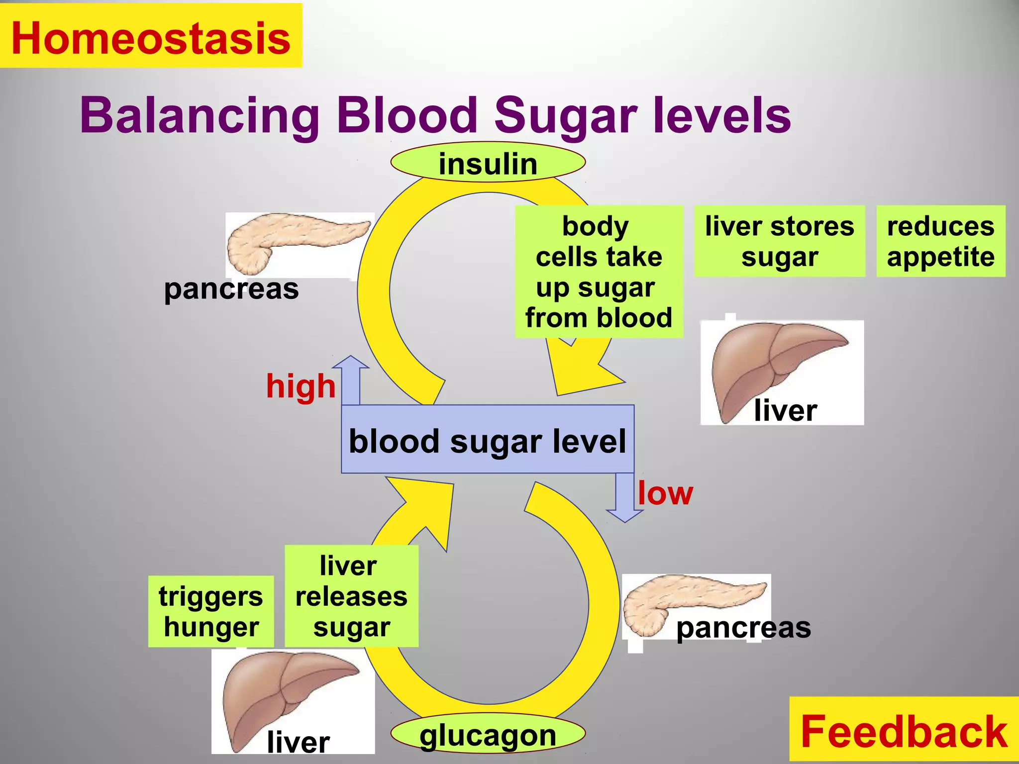 liver
pancreas
liver
Balancing Blood Sugar levels
blood sugar level
insulin
body
cells take
up sugar
from blood
liver stores
sugar
reduces
appetite
glucagon
pancreas
liver
releases
sugar
triggers
hunger
high
low
Feedback
Homeostasis
 