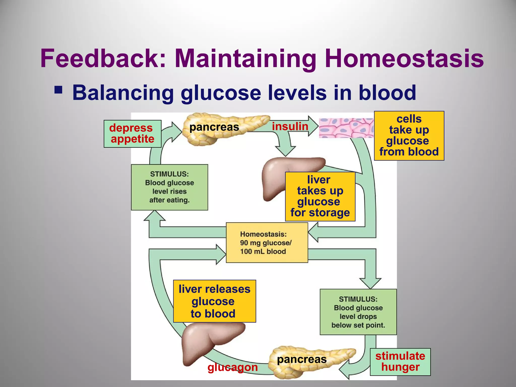 Feedback: Maintaining Homeostasis
 Balancing glucose levels in blood
pancreas
pancreas
insulin
liver
takes up
glucose
for storage
cells
take up
glucose
from blood
liver releases
glucose
to blood
depress
appetite
stimulate
hungerglucagon
 