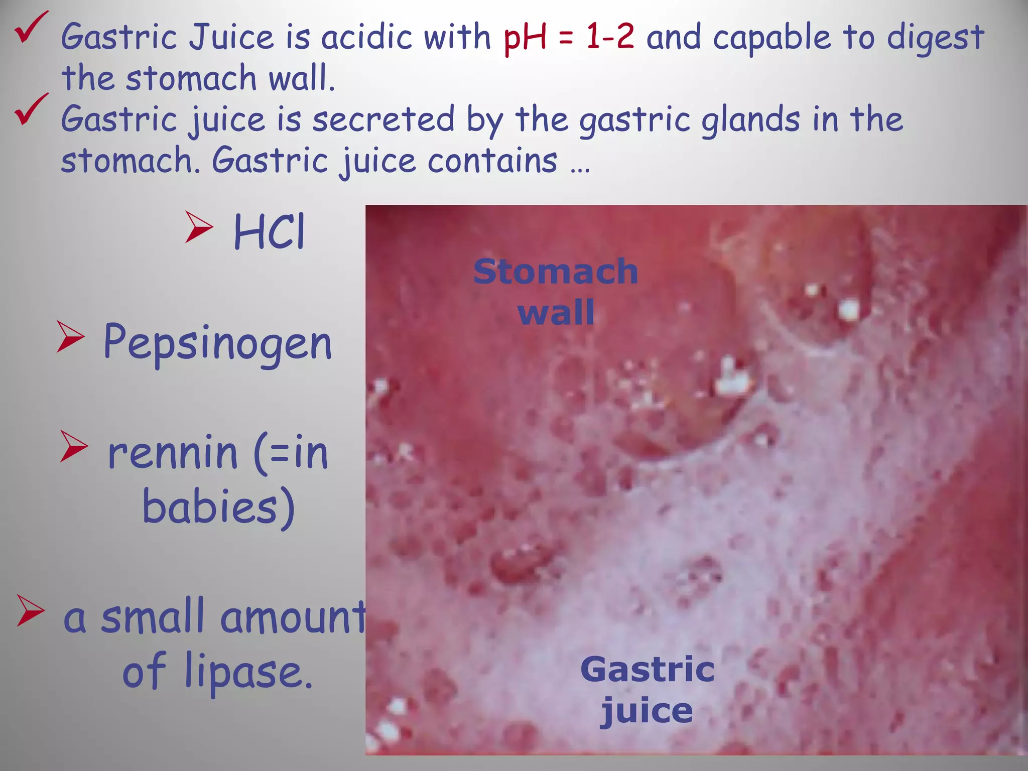  Gastric Juice is acidic with pH = 1-2 and capable to digest
the stomach wall.
 Gastric juice is secreted by the gastric glands in the
stomach. Gastric juice contains …
 HCl
 Pepsinogen
 rennin (=in
babies)
 a small amount
of lipase. Gastric
juice
Stomach
wall
 