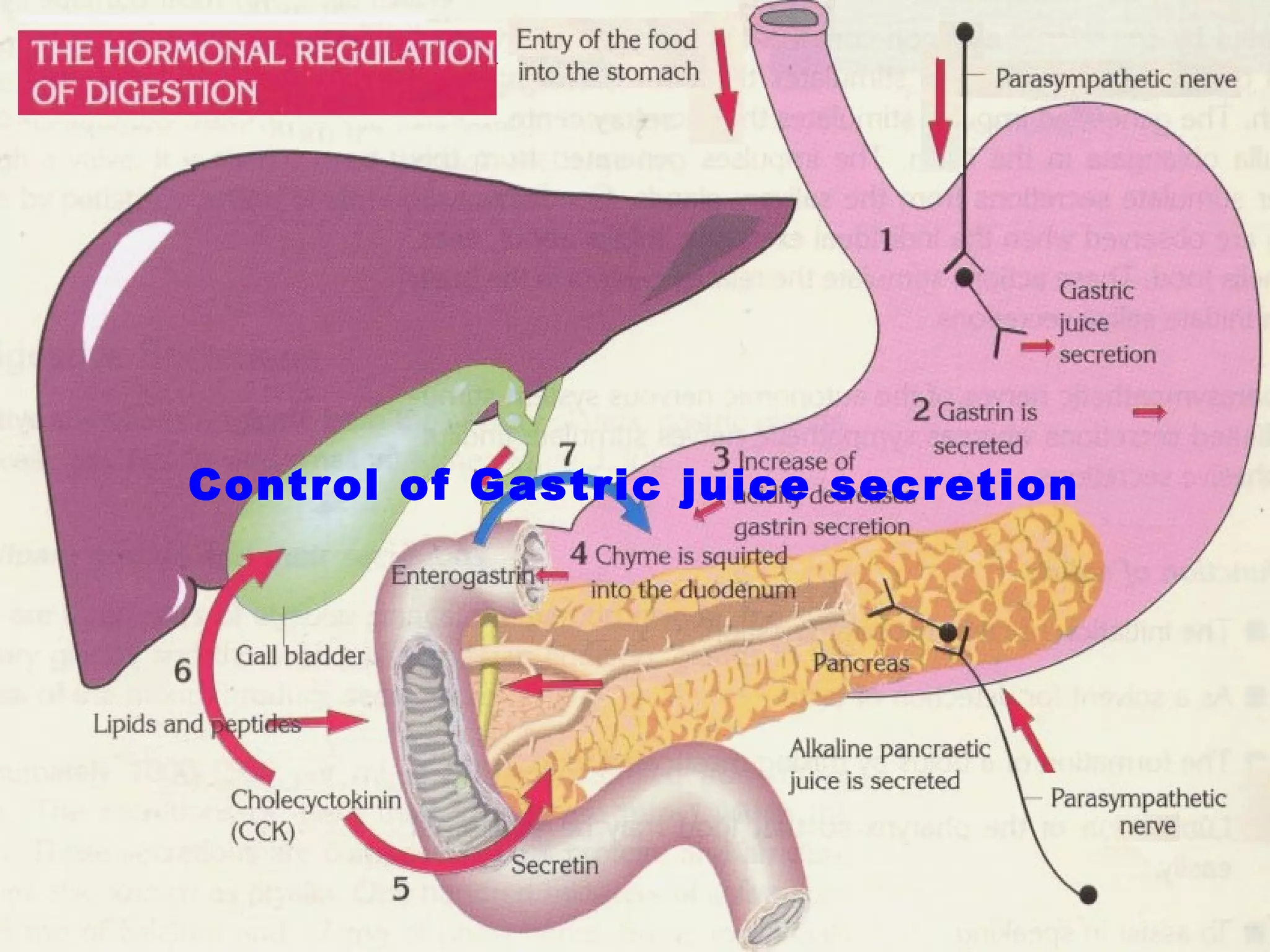 Control of Gastric juice secretion
 