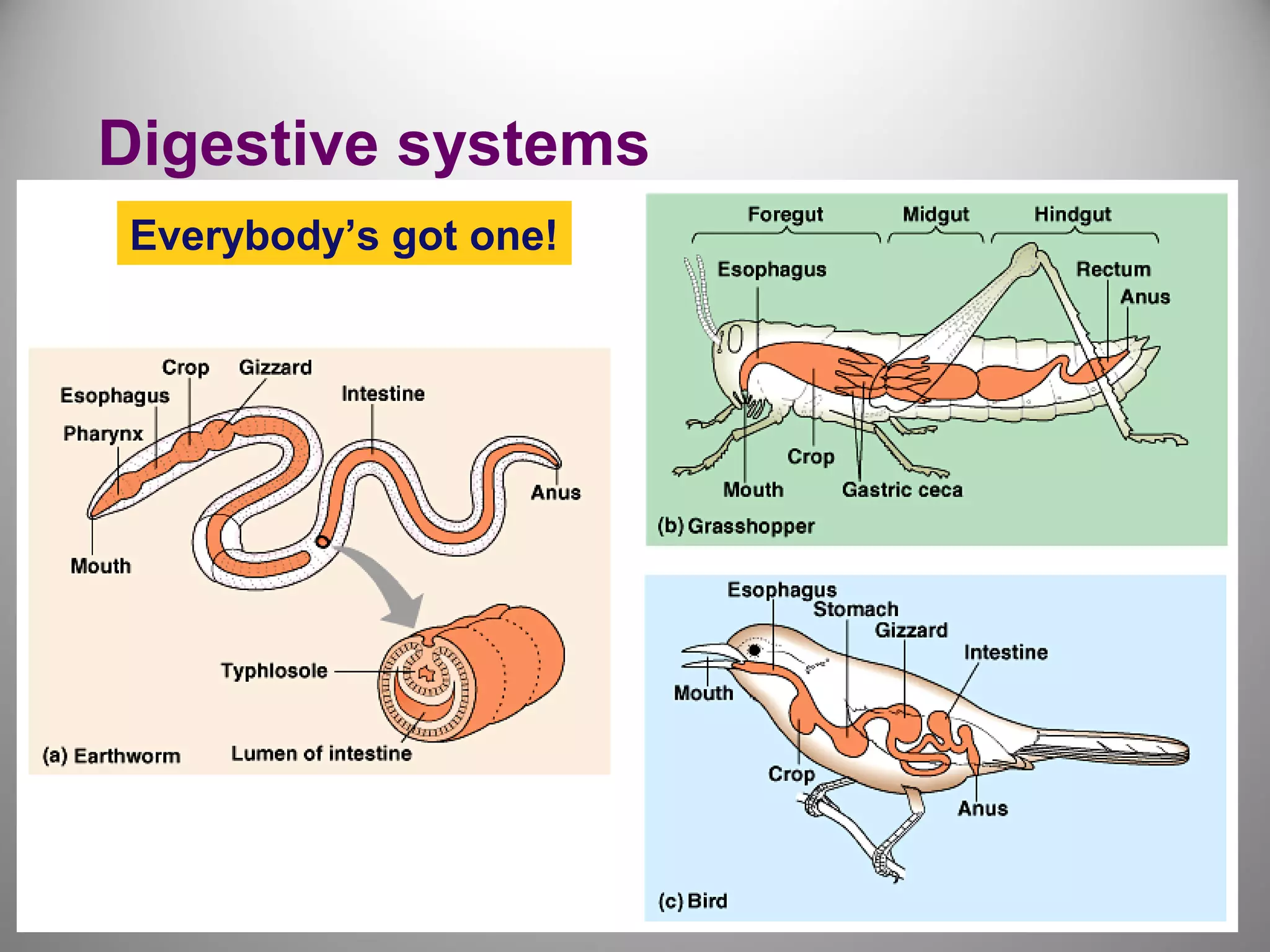 Digestive systems
Everybody’s got one!
 
