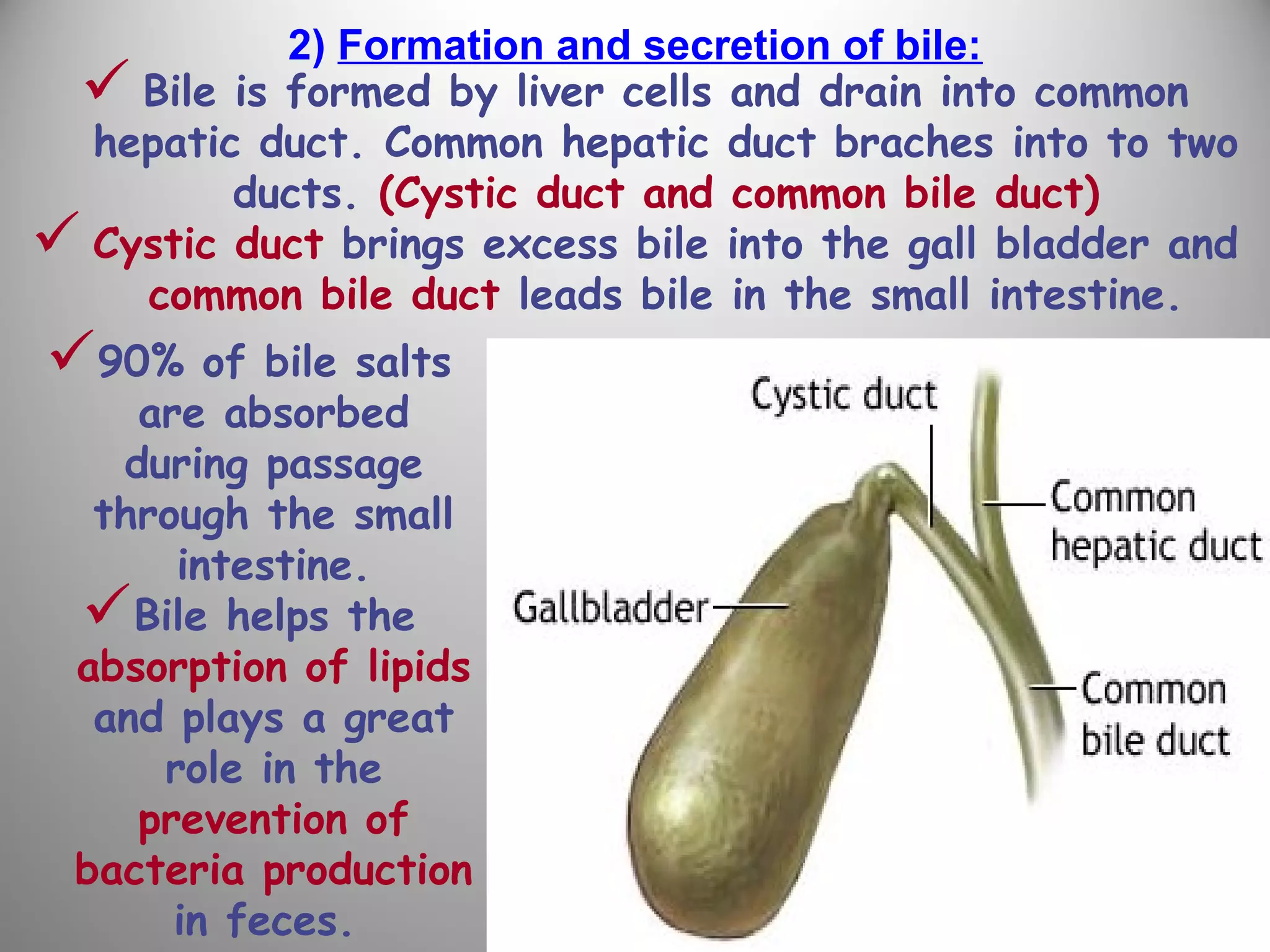2) Formation and secretion of bile:
 Bile is formed by liver cells and drain into common
hepatic duct. Common hepatic duct braches into to two
ducts. (Cystic duct and common bile duct)
 Cystic duct brings excess bile into the gall bladder and
common bile duct leads bile in the small intestine.
90% of bile salts
are absorbed
during passage
through the small
intestine.
Bile helps the
absorption of lipids
and plays a great
role in the
prevention of
bacteria production
in feces.
 