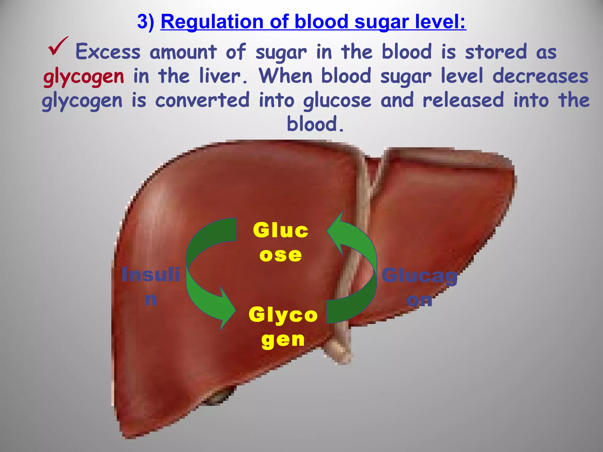 3) Regulation of blood sugar level:
 Excess amount of sugar in the blood is stored as
glycogen in the liver. When blood sugar level decreases
glycogen is converted into glucose and released into the
blood.
Gluc
ose
Glyco
gen
Insuli
n
Glucag
on
 
