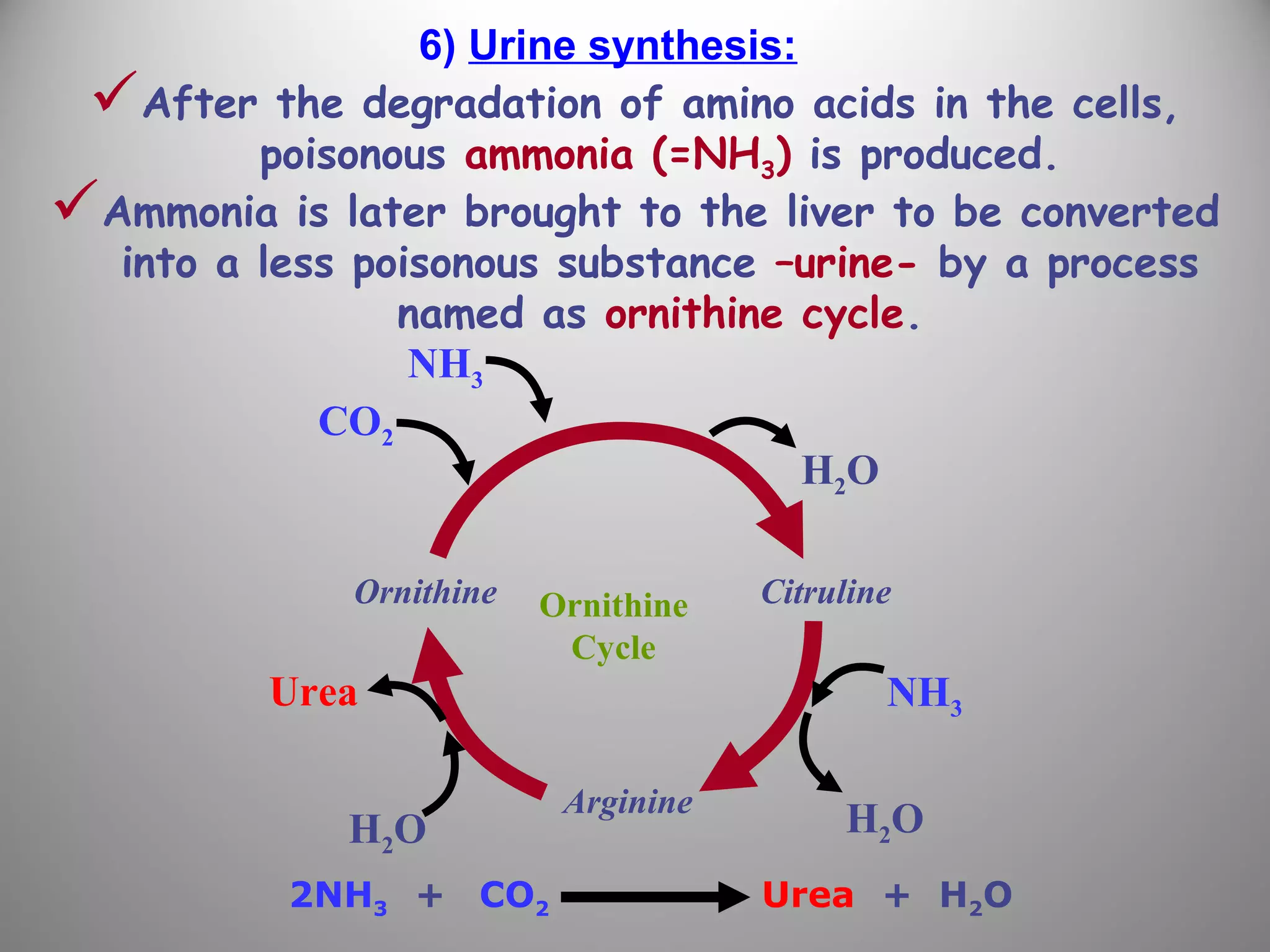 6) Urine synthesis:
After the degradation of amino acids in the cells,
poisonous ammonia (=NH3) is produced.
Ammonia is later brought to the liver to be converted
into a less poisonous substance –urine- by a process
named as ornithine cycle.
Ornithine
Arginine
Citruline
Urea
H2O H2O
H2O
NH3
CO2
NH3
Ornithine
Cycle
2NH3 CO2+ Urea H2O+
 
