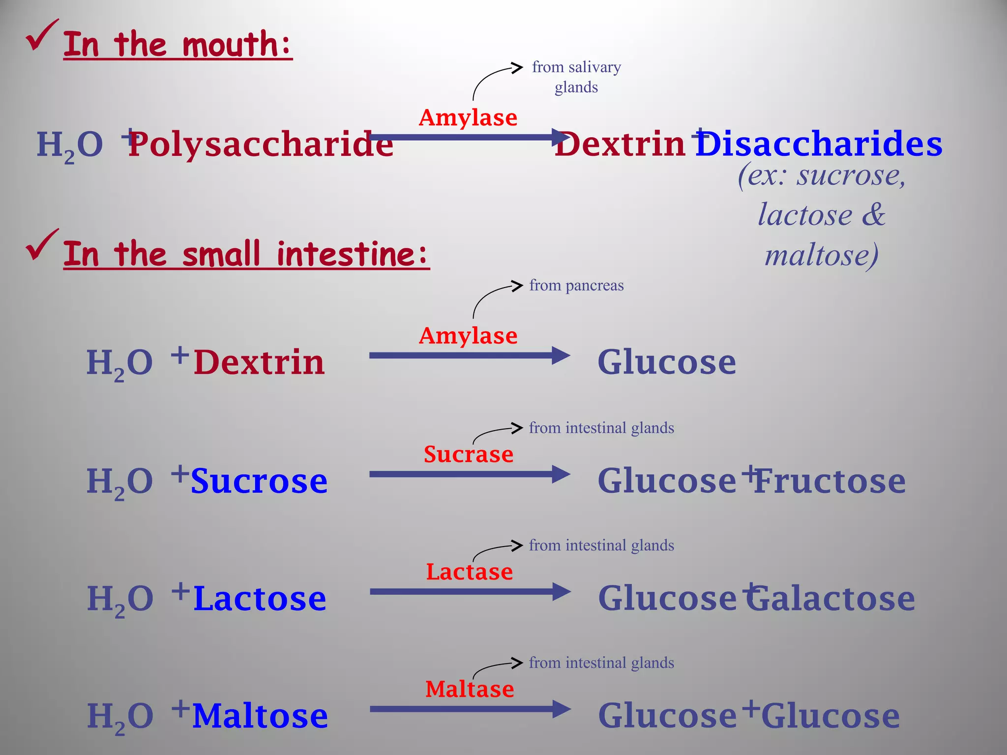 In the mouth:
In the small intestine:
(ex: sucrose,
lactose &
maltose)
from salivary
glands
+H2O Polysaccharide +Dextrin Disaccharides
Amylase
from pancreas
+H2O Dextrin Glucose
Amylase
+H2O Sucrose Glucose
Sucrase
+Fructose
from intestinal glands
+H2O Lactose Glucose
Lactase
+Galactose
from intestinal glands
+H2O Maltose Glucose
Maltase
+Glucose
from intestinal glands
 