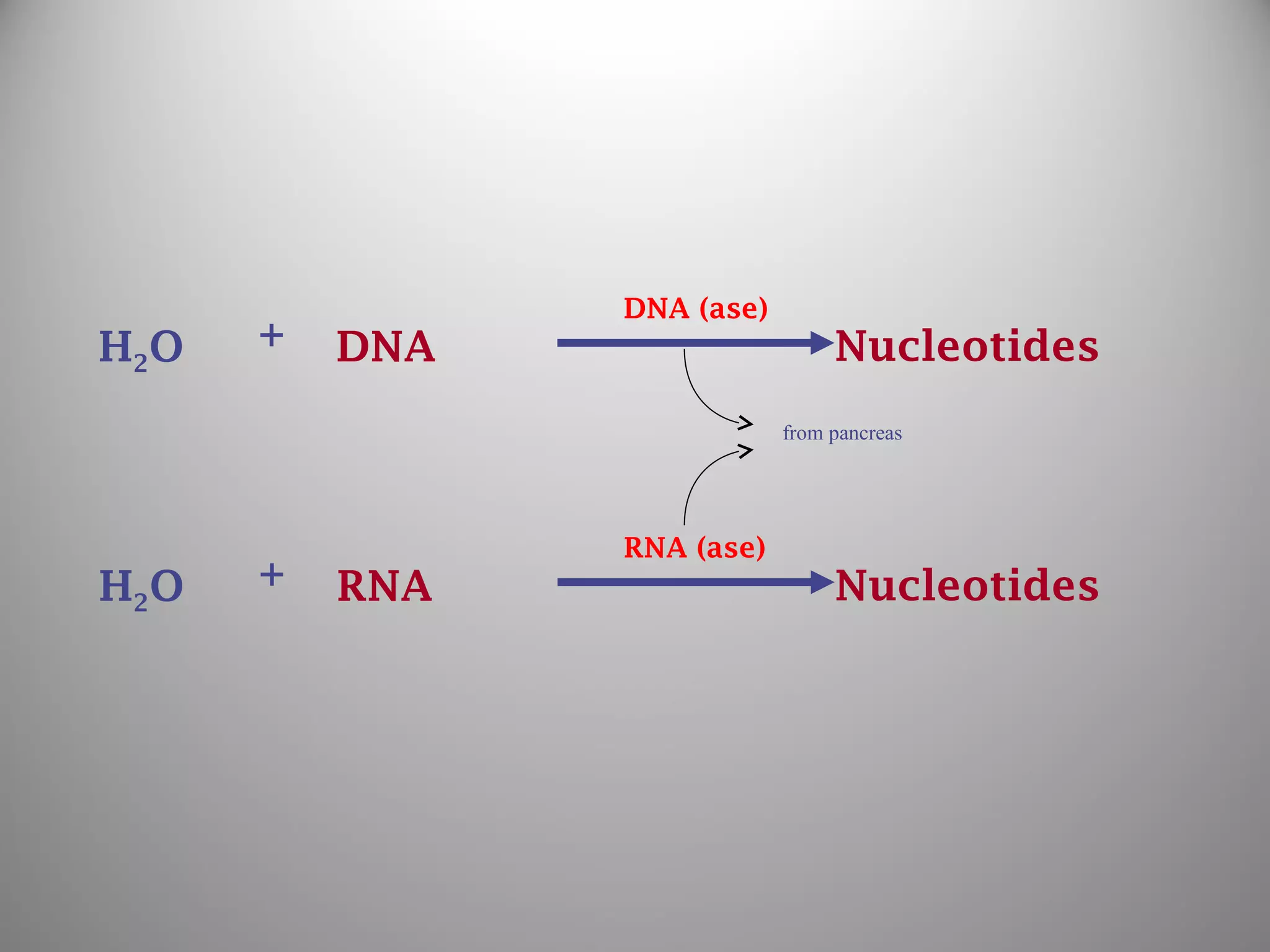 from pancreas
+H2O DNA Nucleotides
DNA (ase)
+H2O RNA Nucleotides
RNA (ase)
 