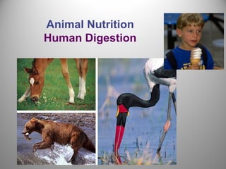 Animal Nutrition
Human Digestion
 