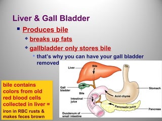 Digesive system renewed | PPT