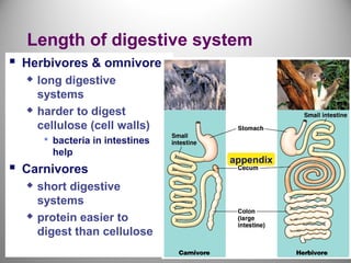 Digesive system renewed | PPT