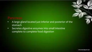 Pancreas
• A large gland located just inferior and posterior of the
stomach
• Secretes digestive enzymes into small intestine
complete to complete food digestion
 
