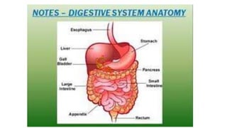 Digestive system
