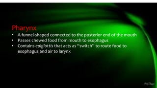 Pharynx
• A funnel-shaped connected to the posterior end of the mouth
• Passes chewed food from mouth to esophagus
• Contains epiglottis that acts as “switch” to route food to
esophagus and air to larynx
 