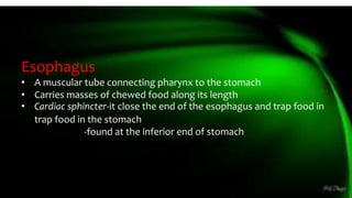 Esophagus
• A muscular tube connecting pharynx to the stomach
• Carries masses of chewed food along its length
• Cardiac sphincter-it close the end of the esophagus and trap food in
trap food in the stomach
-found at the inferior end of stomach
 