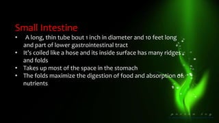 Small Intestine
• A long, thin tube bout 1 inch in diameter and 10 feet long
and part of lower gastrointestinal tract
• It’s coiled like a hose and its inside surface has many ridges
and folds
• Takes up most of the space in the stomach
• The folds maximize the digestion of food and absorption of
nutrients
 