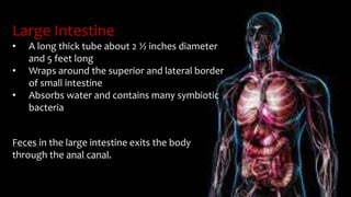 Large Intestine
• A long thick tube about 2 ½ inches diameter
and 5 feet long
• Wraps around the superior and lateral border
of small intestine
• Absorbs water and contains many symbiotic
bacteria
Feces in the large intestine exits the body
through the anal canal.
 