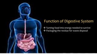 Function of Digestive System
 Turning food into energy needed to survive
 Packaging the residue for waste disposal
 