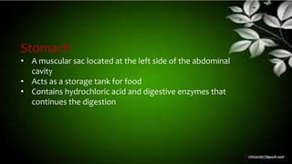 Stomach
• A muscular sac located at the left side of the abdominal
cavity
• Acts as a storage tank for food
• Contains hydrochloric acid and digestive enzymes that
continues the digestion
 