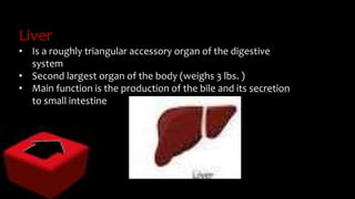 Liver
• Is a roughly triangular accessory organ of the digestive
system
• Second largest organ of the body (weighs 3 lbs. )
• Main function is the production of the bile and its secretion
to small intestine
 