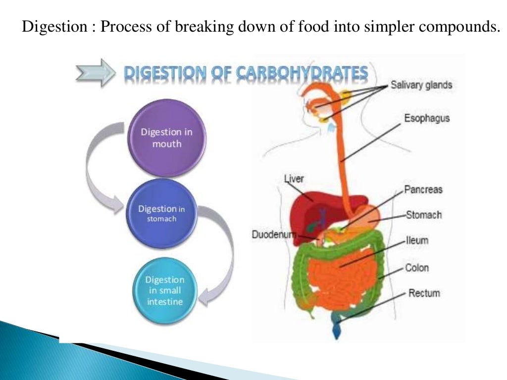 DIGESTION AND ABSORPTION OF CARBOHYDRATES