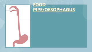 Digest file grade 3 human body science subject | PPTX