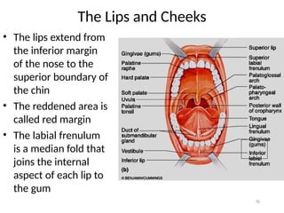 Left Labial Area THE GROSS AND MICROSCOPIC ANATOMY OF DIGESTIVE SYSTEM.ppt