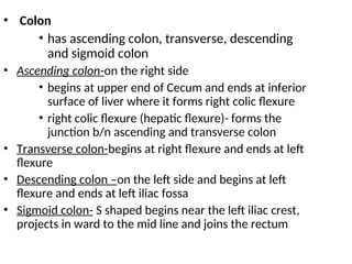 THE GROSS AND MICROSCOPIC ANATOMY OF DIGESTIVE SYSTEM.ppt