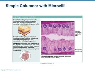 Simple Columnar with Microvilli

Copyright © 2011 Pearson Education, Inc.

 