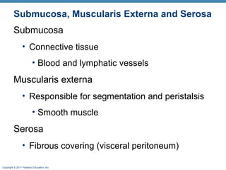 Submucosa, Muscularis Externa and Serosa
Submucosa
• Connective tissue
• Blood and lymphatic vessels

Muscularis externa
• Responsible for segmentation and peristalsis
• Smooth muscle

Serosa
• Fibrous covering (visceral peritoneum)
Copyright © 2011 Pearson Education, Inc.

 