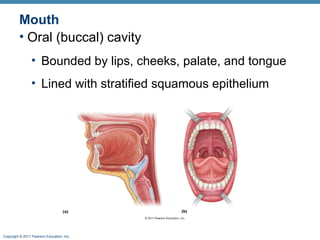 Mouth
• Oral (buccal) cavity
• Bounded by lips, cheeks, palate, and tongue
• Lined with stratified squamous epithelium

Copyright © 2011 Pearson Education, Inc.

 