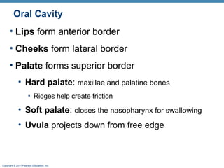 Oral Cavity
• Lips form anterior border
• Cheeks form lateral border
• Palate forms superior border
• Hard palate: maxillae and palatine bones
• Ridges help create friction

• Soft palate: closes the nasopharynx for swallowing
• Uvula projects down from free edge

Copyright © 2011 Pearson Education, Inc.

 