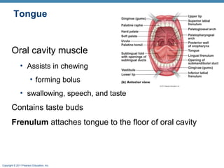 Tongue

Oral cavity muscle
• Assists in chewing
• forming bolus
• swallowing, speech, and taste

Contains taste buds
Frenulum attaches tongue to the floor of oral cavity

Copyright © 2011 Pearson Education, Inc.

 